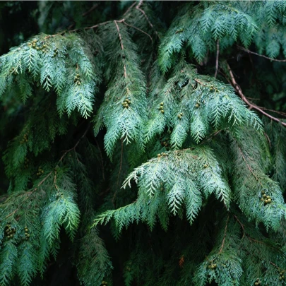 Cyprus portugalský - Cupressus lusitanica - semená - 7 ks