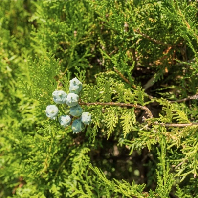 Cypruštek Lawsonov - Chamaecyparis lawsoniana - semená - 10 ks