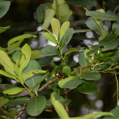 Cezmína paraguayská - Ilex paraguariensis - semená - 6 ks