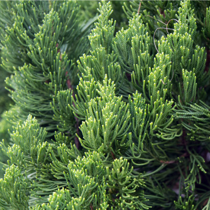 Borievka čínska - Juniperus chinensis - semená - 5 ks