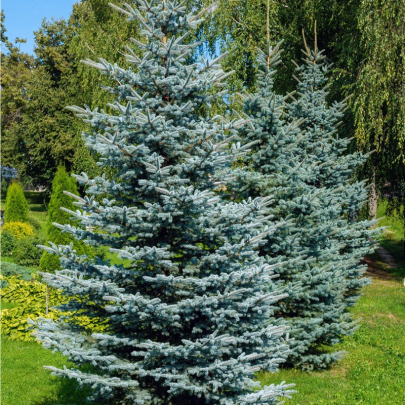 Smrek štetinatý - Picea asperata - semená - 8 ks