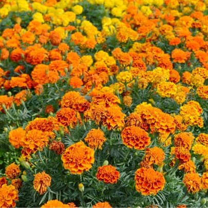 Aksamietnica vzpriamená nízka Golden Age - Tagetes erecta nana - semená - 100 ks