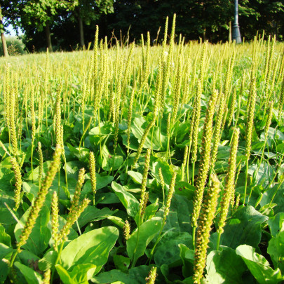 Skorocel indický - Plantago psyllium - semená - 40 ks