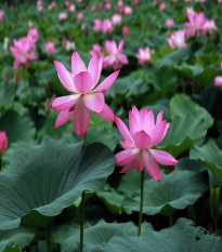 Lotos indický ružový - Nelumbo nucifera - semená - 2 ks