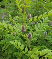 Sladovka hladkoplodá - Glycyrrhiza glabra - semená - 4 ks