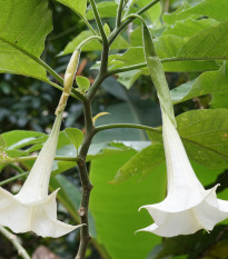 Brugmansia krémová - Brugmansia arborea - semená - 5 ks