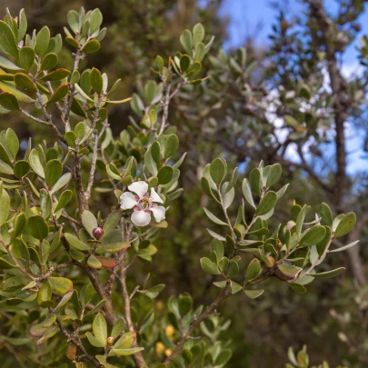 Woolly Tea-Tree - Leptospermum Lanigerum - semená - 20 ks