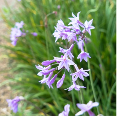 Cesnaková tráva - Tulbaghia violacea - semená - 5 ks