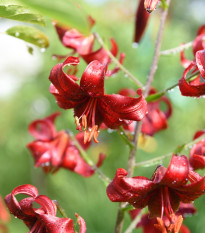 Ľalia Martagon Maroon King - Lilium martagon - cibuľoviny - 1 ks