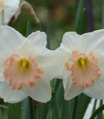 Narcis Salome -Narcissus - cibuľoviny - 3 ks