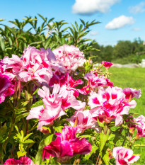 Godécia veľkokvetá - Godetia grandiflora - semená - 0,1 g