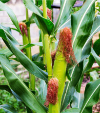 Kukurica pukancová Nana - Zea mays - semená - 15 ks