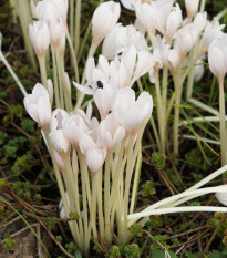 Jesienka biela - Colchicum autumnale album - cibuľoviny - 1 ks