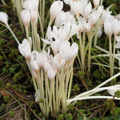 Jesienka biela - Colchicum autumnale album - cibuľoviny - 1 ks