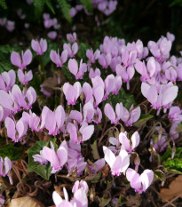 Cyklámen brečtanolistý - Cyclamen Hederifolium - cibuľoviny - 1 ks