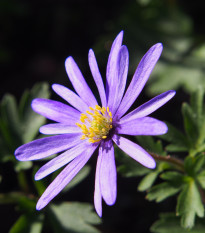 Veternica Blue Shades - Anemone blanda - cibuľoviny - 3 ks