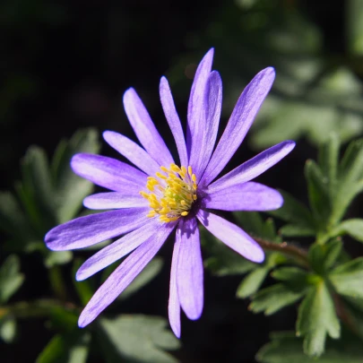 Veternica Blue Shades - Anemone blanda - cibuľoviny - 3 ks