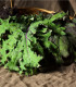 Kel Red Russian - Brassica oleracea - semená - 150 ks