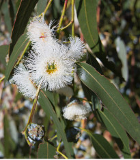 Eukalyptus globulus - Blahovičník guľatoplodý - Eucalyptus globulus - semená - 8 ks