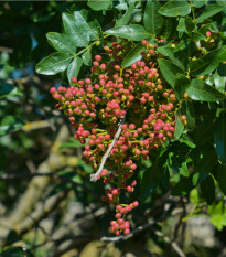 Pistácia atlantská - Pistacia Atlantica  - semená - 5 ks