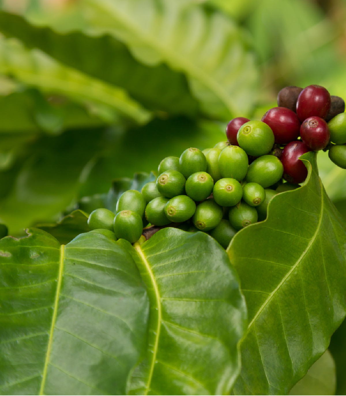 Kávovník hawajský - Coffea konna - semená - 5 ks