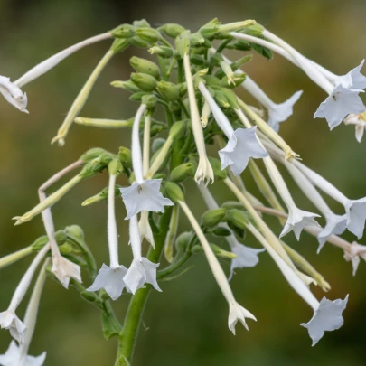 Tabak planý - Nicotiana sylvestris - semená - 200 ks