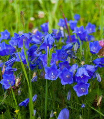 Zvonček broskyňolistý modrý - Campanula persicifolia - semená - 0,1 g