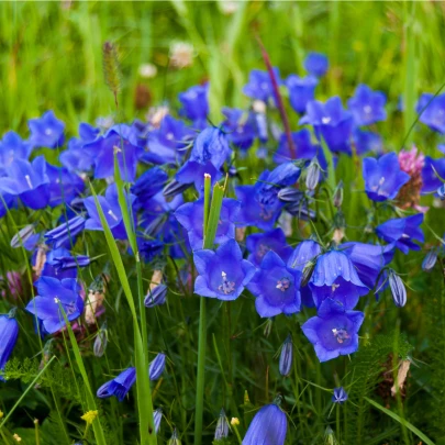 Zvonček broskyňolistý modrý - Campanula persicifolia - semená - 0,1 g