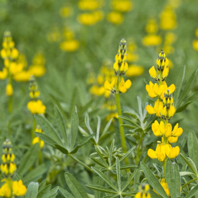 Lupina žltá - Lupinus luteus - semená - 13 ks