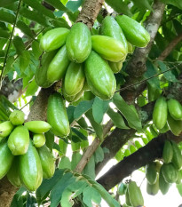 Karambola bilimbi - Averrhoa bilimbi - semená - 5 ks