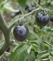 Paradajka Black Opal - Solanum lycopersicum - semená - 7 ks