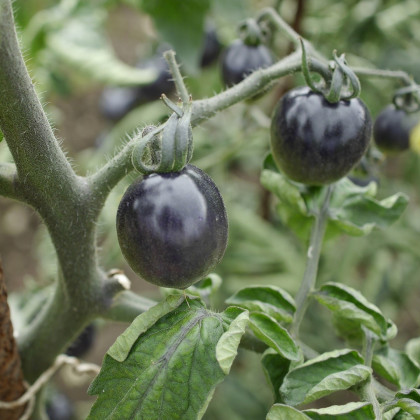Paradajka Black Opal - Solanum lycopersicum - semená - 7 ks