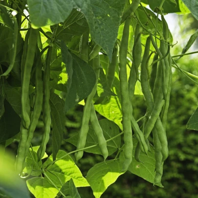 Fazuľové struky Negra - Phaseolus vulgaris - semená - 10 ks