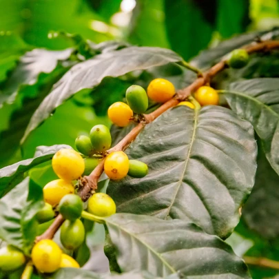 Kávovník robusta - Coffea canephora - semená - 5 ks