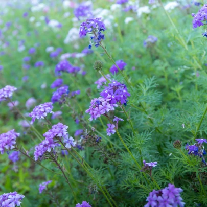 Železník lekársky - Verbena officinalis - semená - 200 ks