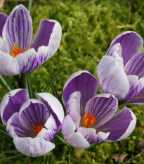 Krókus Pickwick - Crocus - cibuľoviny - 3 ks