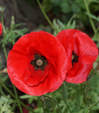 Vlčí mak červený - Papaver rhoeas - semená - 0,2 g