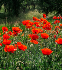 Vlčí mak zmes farieb - Papaver rhoeas - semená - 200 ks