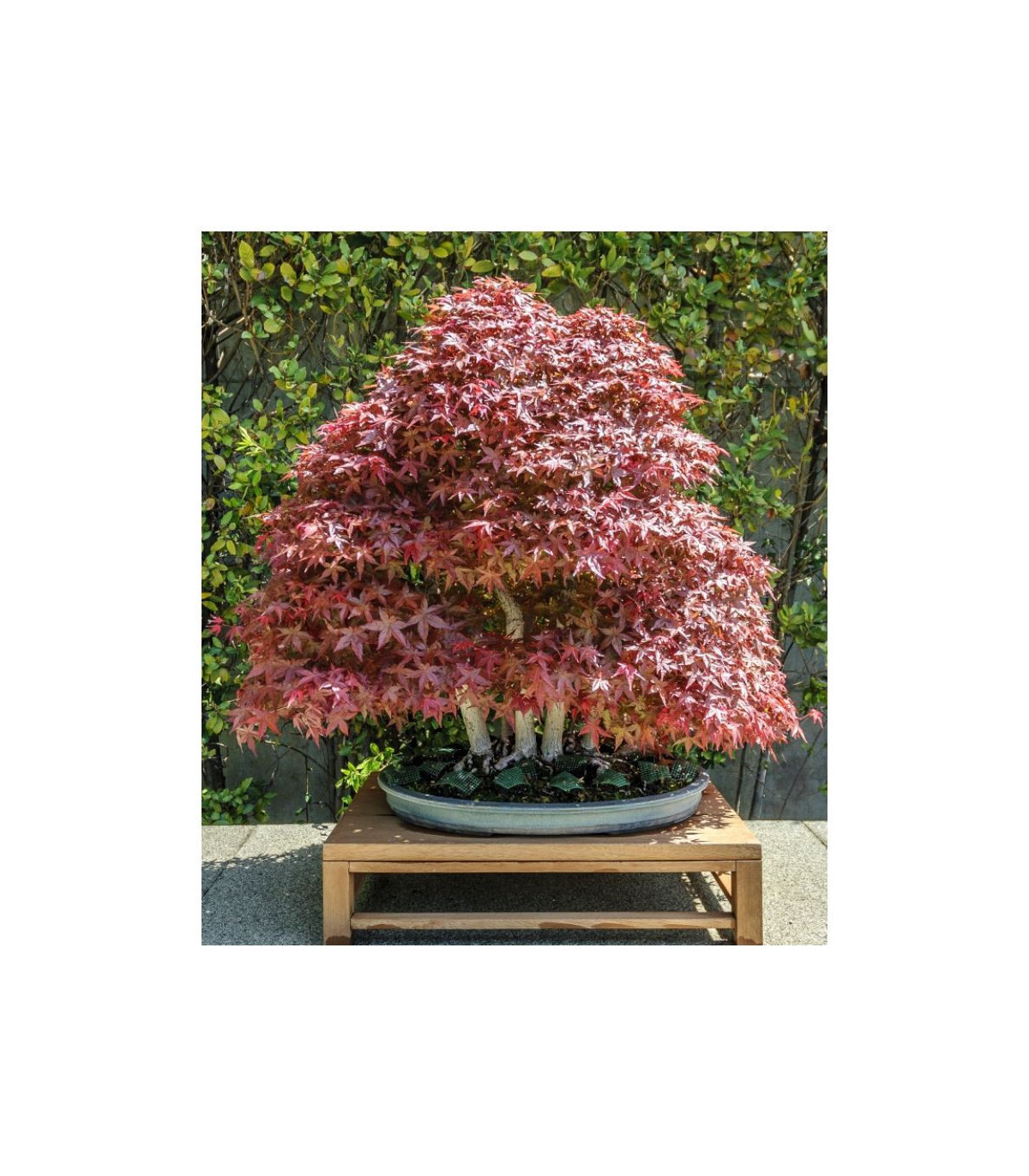 Javor japonský - Acer palmatum - semená - 5 ks