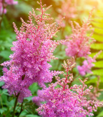 Astilba Arendsova ružová - Astilbe arendsii rose - semená - 10 ks