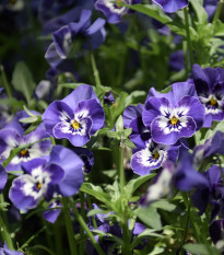 Sirôtka Hiemalis modrobiela - Viola wittrockiana - semená - 200 ks