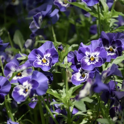 Sirôtka Hiemalis modrobiela - Viola wittrockiana - semená - 200 ks