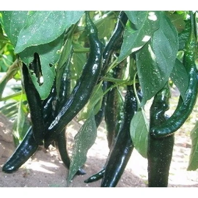 Chilli Pasilla Bajio - Capsicum annuum - semená - 7 ks