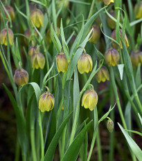 Korunkovka Uva vulpis - Fritillaria - cibuľoviny - 5 ks