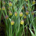 Korunkovka Uva vulpis - Fritillaria - cibuľoviny - 5 ks