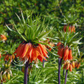 Korunkovka kráľovská Aurora - Fritillaria imperialis - cibuľoviny - 1 ks