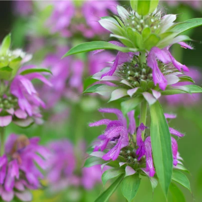 Monarda citrónová - Monarda citriodora - semená - 50 ks