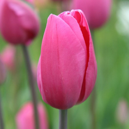 Tulipán Don Quichote - Tulipe - cibuľoviny - 3 ks