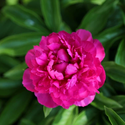 Pivónia Big Ben - Paeonia lactiflora - cibuľoviny - 1 ks