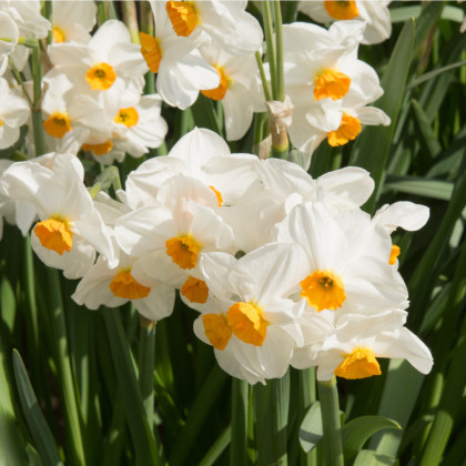 Narcis Geranium - Narcissus - cibuľoviny - 3 ks